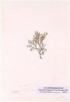 藏品(毛孢藻)的圖片